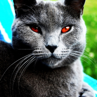 Photo de profil de Chopin