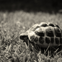 Photo de profil de Socrate