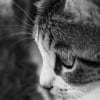 Photo de Kaya