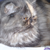 Photo de profil de Amour