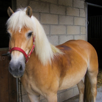 Photo de profil de Perle