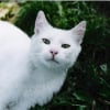 Photo de Lucky
