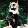 Photo de Sybell