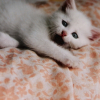 Photo de Bijou
