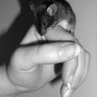 Photo de profil de Pistache
