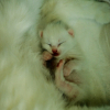 Photo de Chaton