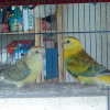 Photo de Romeo et juliette