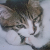 Photo de Tigrou
