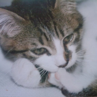 Photo de profil de Tigrou