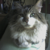 Photo de Tin-tin