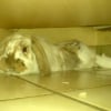 Photo de Canellito