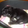 Photo de Black