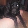Photo de Baloo