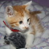 Photo de Meow