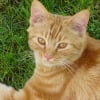 Photo de Citrouille