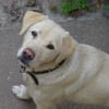 Photo de Sirius