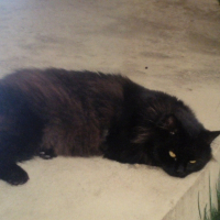 Photo de profil de Bob