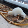 Photo de Talia, Furet
