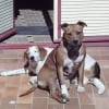 Photo de Channel, American Staffordshire Terrier