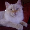 Photo de Salem