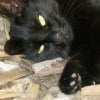 Photo de Lounah