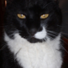 Photo de Minou