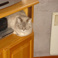 Photo de profil de Nenette