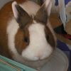 Photo de Roofi