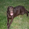 Photo de Kaïna, Labrador Retriever