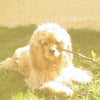 Photo de Azzaro