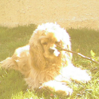 Photo de profil de Azzaro
