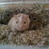 Photo de Ratatouille, scratch et scamp