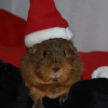 Photo de Praline