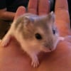 Photo de Pandora