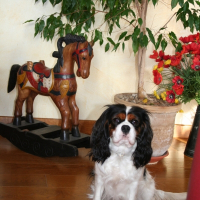 Photo de profil de Chanel