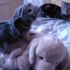 Photo de Praline