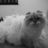 Photo de Emeraude, British Shorthair