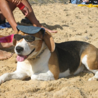 Photo de profil de Simba