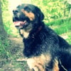Photo de Benji