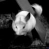 Photo de Meyko