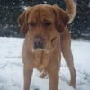Photo de Baloo