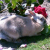 Photo de Noisette