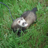 Photo de profil de Sockette