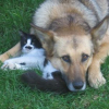 Photo de Nala, Berger Allemand