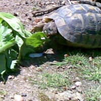 Photo de profil de Carapatte 