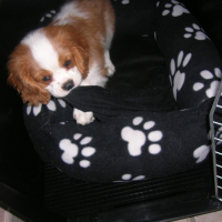 Photo de profil de Fidji