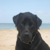 Photo de Doug