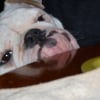 Photo de Chanel, Bulldog Anglais