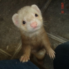 Photo de Loki