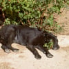 Photo de Mitsy, Labrador Retriever